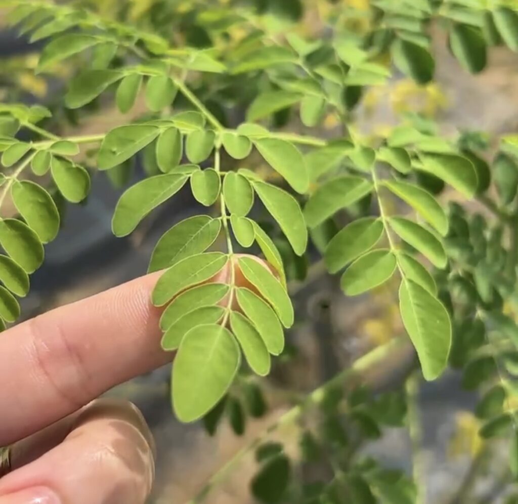 新商品MIRACLEについて——先行販売のお知らせも